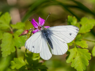 Green-veined White Butterfly Feeding on  a Flower