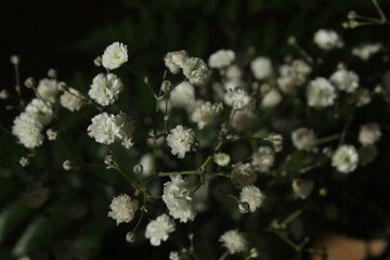 The image captures the soft, intricate texture of the blossoms against a dark, blurred background, creating a serene and elegant composition.