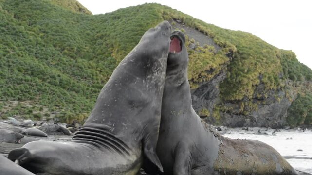 Elephant seals fighting for mating rights and dominance, in Antarctica coast