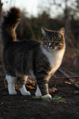 cat sitting on a tree in the autumn park, close - up