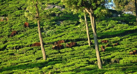 Indian guar gazing through tea plantations in Nilgiris. © Daney