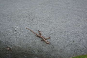 House lizard on a wall