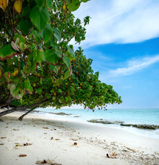 White sand sea beach of paradise island for tropical vacation, tourism and relax. Sunny calm summer day panorama with empty sandy beach and trees, turquoise sea water waves, blue sky with clouds