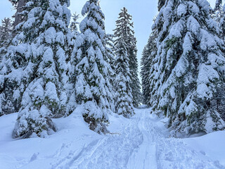 Snow covered trees in the winter forest with road