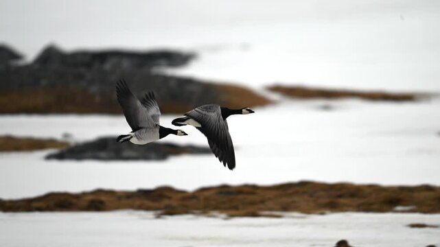 Canada Geese in flight over the snowy terrain of the Arctic at spring