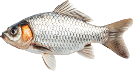 Silver fish with shiny scales and vibrant colors