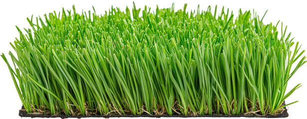 Lush green grass in a tray
