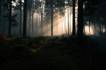 A Serene Forest Where Sunlight Gently Filters Through Trees, Creating a Mystical Atmosphere