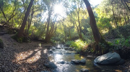 Obraz premium serene forest stream with sunlight filtering through trees