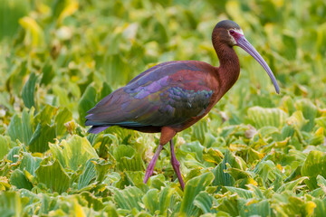 White-faced ibis ( Plegadis chihi)