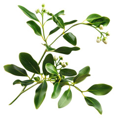 Fototapeta premium PNG Mistletoe leaves leaf branch.