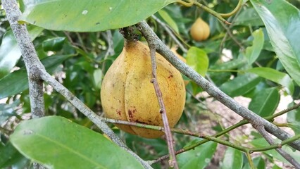 The nutmeg fruit that is still hanging on the tree is round or slightly oval in shape, brownish yellow in color, and has a slightly rough surface.