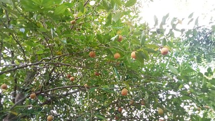 The nutmeg fruit that is still hanging on the tree is round or slightly oval in shape, brownish yellow in color, and has a slightly rough surface.