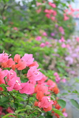 たくさんの赤いブーケンビリアの葉包