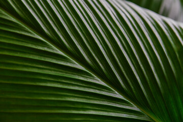 Full frame shot of green leaf textured