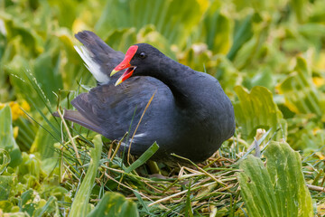 A nesting gallinule 