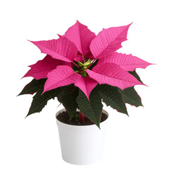 Vibrant pink poinsettia plant in white pot, perfect for festive decor