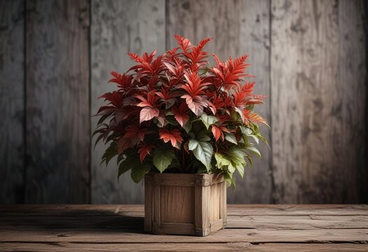 Foliage of Acalypha wilkesiana copperleaf plant on a rustic or wooden background, foliage photography, copperleaf, woodgrain