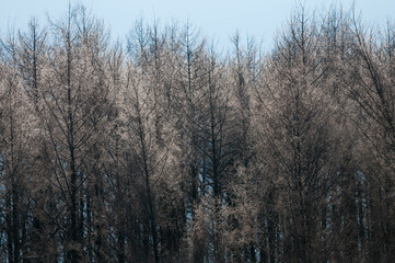 寒い朝のカラマツ林
