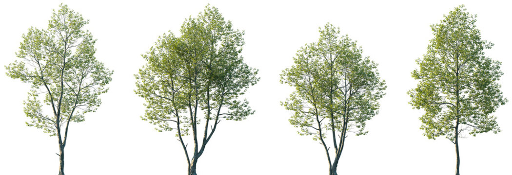 Set of Alnus rubra (the red alder) frontal set street trees isolated png on a transparent background perfectly cutout