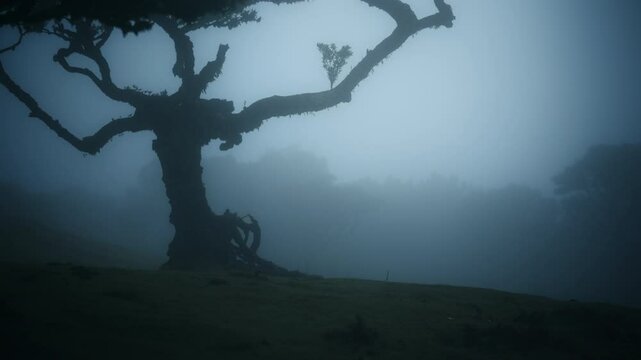 Dark and misty Fanal forest with old, enchanted, twisting, mythical Laurel trees in Madeira, Portugal