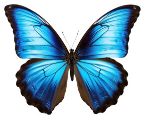Fototapeta premium PNG Butterfly animal insect blue.