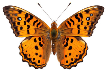 PNG Butterfly animal insect moth.
