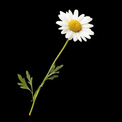 flower isolated