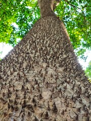 pile of firewood