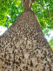 tree in the forest