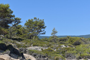 tree in the mountains