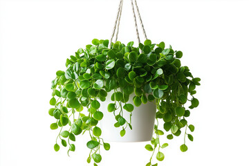 A hanging plant in a white pot with green leaves