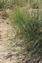 sand dunes and grass