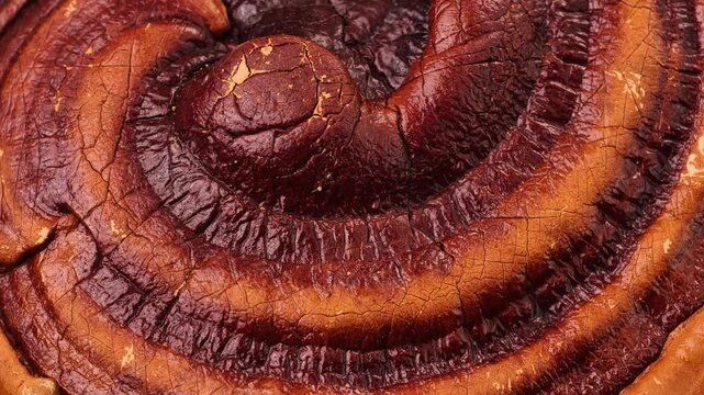 Close-up of a reishi medicinal mushroom (Ganoderma lucidum)