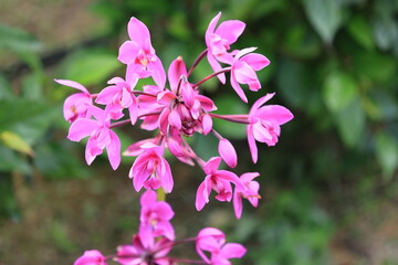 Fototapeta premium 開花したピンク色のコウトウシランの花