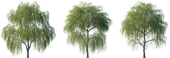 Set of Salix babylonica (Babylon willow or weeping willow) frontal set street trees isolated png on a transparent background perfectly cutout © Viktoria