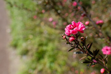 春風に揺れるギョリュウバイ