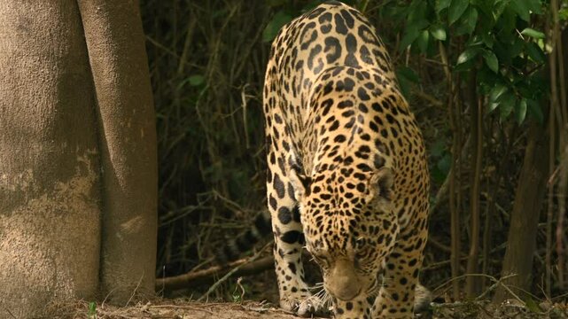 Jaguar walking down from a tree cover to a river stream in the Pantanal