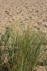 grass on the beach