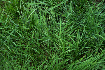 green grass background