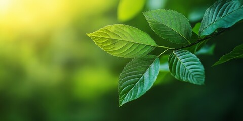 Natural green leaf with a blurred background creates an ideal setting for an ecological environment. This fresh wallpaper image captures the essence of nature and sustainability beautifully.