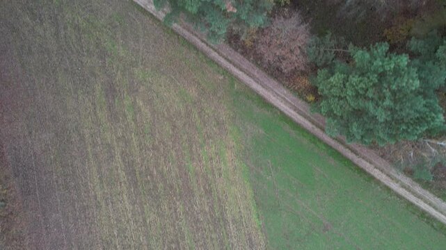 Las iglasty, ujęcie z powietrza na drzewa oraz drogę.