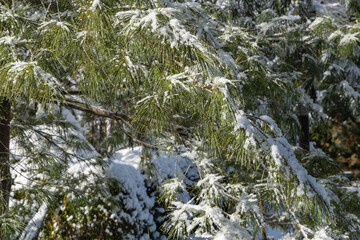 Winter fairy tale in evergreen garden. Beautiful texture of branch of white pine Pinus strobus with long needles covered with frost. Blurred background. Selective focus. Nature concept for design