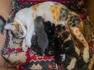 Mother cat breastfeeding her kittens