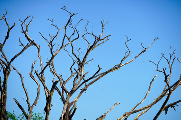 Dead Tree Silhouette Against Clear Blue Sky in Bright Daylight