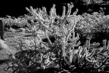 Infrared Cholla cactus, Sonora Desert, Mid Spring