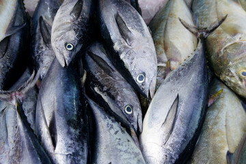Fresh Assortment of Tuna and Other Fish on Ice at Market