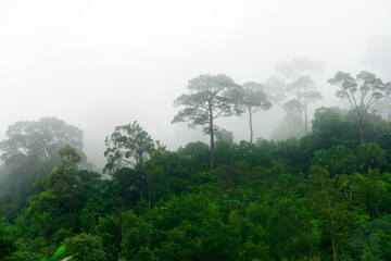 Obraz premium Misty Forest Landscape with Lush Green Trees and Foggy Atmosphere