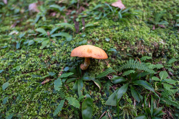 Ginzan onsen, Yamagata, Japan, Mushroom growing on a bed of green moss and leaves.