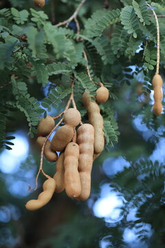 Sweet tamarind and leaf on the organic trees. Raw tamarind fruit hang on the tamarind tree in the garden with natural background. Fresh and colorful fruits that is high in vitamin C.